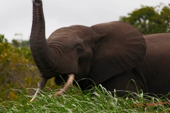 LOANGO-Inyoungou-Riviere-Elephant-Loxodonta-africana-cyclotis-Solitaire-12E5K2IMG_79275wtmk-Web